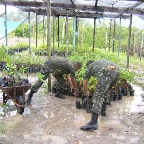 Replantio Exercito 2