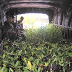 Replantio Exercito  3