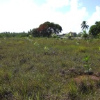 Replantio das mangas 10