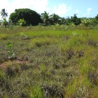 Replantio das mangas 11