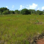 Replantio das mangas 12