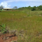 Replantio das mangas 13