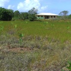 Replantio das mangas 14