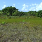 Replantio das mangas 15