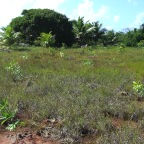 Replantio das mangas 16