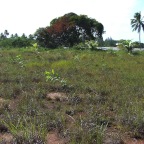 Replantio das mangas 17