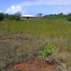 Replantio das mangas 18