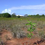 Replantio das mangas 19