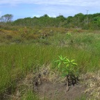 Replantio das mangas 2