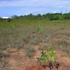 Replantio das mangas 20