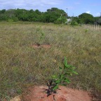 Replantio das mangas 21