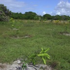 Replantio das mangas 22