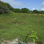 Replantio das mangas 23