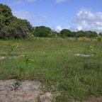 Replantio das mangas 24