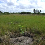 Replantio das mangas 25