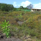 Replantio das mangas 26