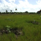 Replantio das mangas 28