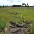 Replantio das mangas 3