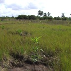 Replantio das mangas 4