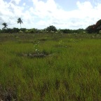 Replantio das mangas 5