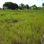 Replantio das mangas 6