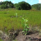 Replantio das mangas 7