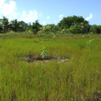 Replantio das mangas 8