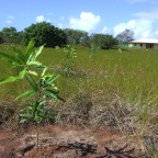 Replantio das mangas 9