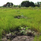 Replantio das mangas 1